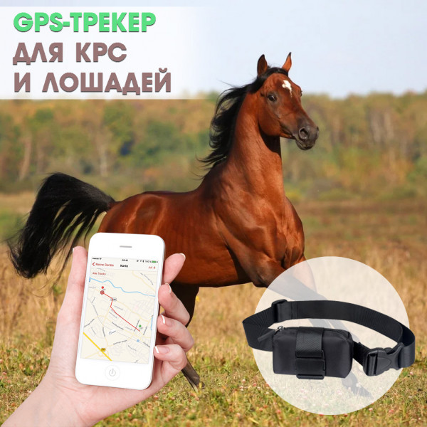 Чипирование и GPS-мониторинг лошадей