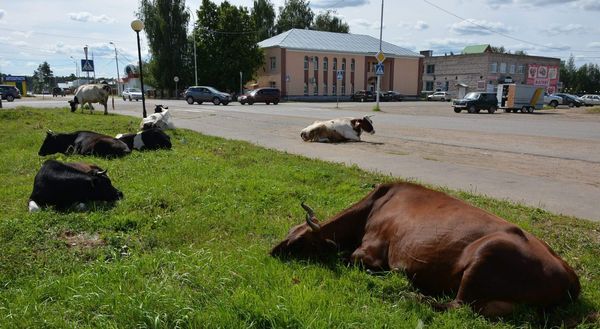 Правила выпаса сельскохозяйственных животных по Северо-Казахстанской области